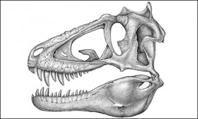 Quelle taille faisait un cr&acirc;ne de Lythronax argestes ?