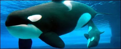 Combien de temps vit un rorqual (baleine) ?