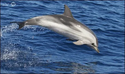 Combien de temps vivent les dauphins bleus et blancs ?