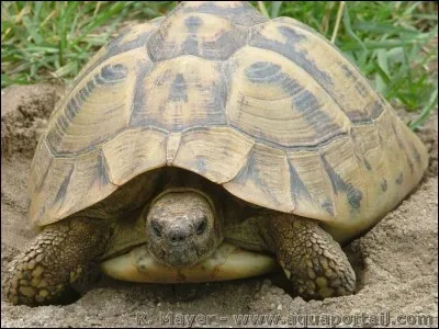 Combien d'ufs environ les grosses tortues Hermann pondent-elles en 1 jour ?