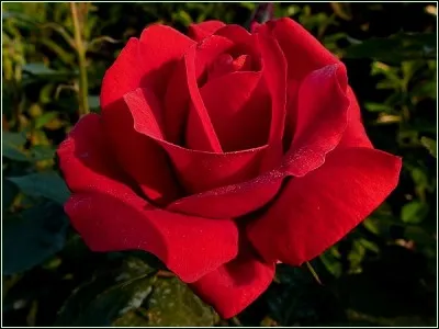 C'est un pigment qui a donné le nom de cette couleur, "cinabre", quelle est la photo qui montre cette couleur ?