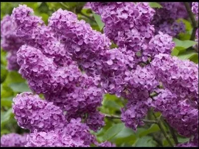 Laquelle est la couleur "ponceau"?