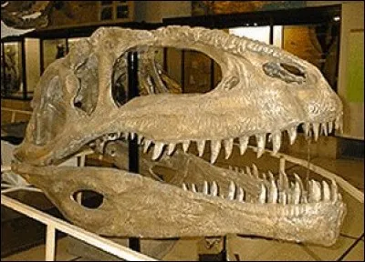 Quelle taille pouvait atteindre une dent de Giganotosaurus ?