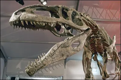 Les m&acirc;choires d'un Giganotosaurus &eacute;taient plus puissantes que celles d'un Tyrannosaurus.