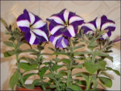 Quelle est la capitale de l'Alg&eacute;rie ?