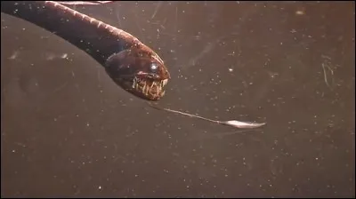 Comment appelle-t-on la production de lumière par un être vivant ?