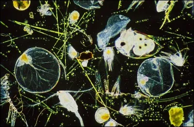 La grande partie de l'alimentation des animaux des abysses est :