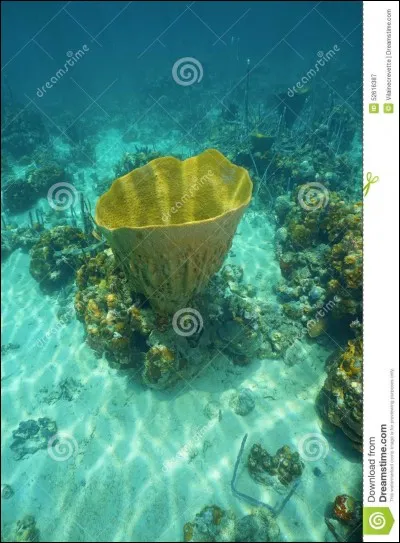 Cette photo représente :