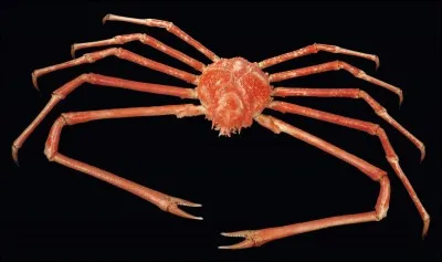 Le crabe-araignée est :