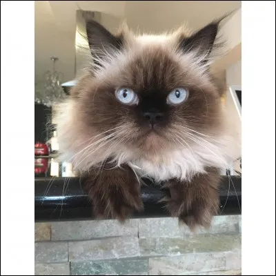 Quel est cet animal ?