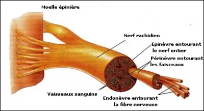 Quel(s) rôle(s) possèdent les nerfs en général ?
