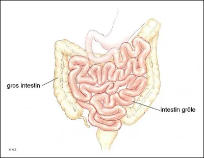 Qu'est-ce que l'absorption intestinale ?