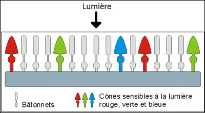 Comment l'énergie lumineuse reçue dans l'il peut se transformer en signal électrique transmis au cerveau ?