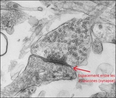 Comment s'effectue le passage de l'information entre les neurones alors qu'il y a un espacement entre eux ?