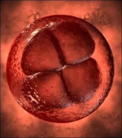 Qu'est-ce que la fécondation ?