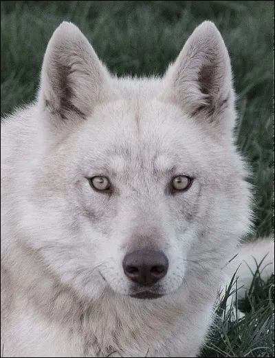 En quelle année la race fut-elle officiellement reconnue ?