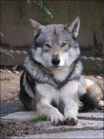 Quel est son autre nom ?