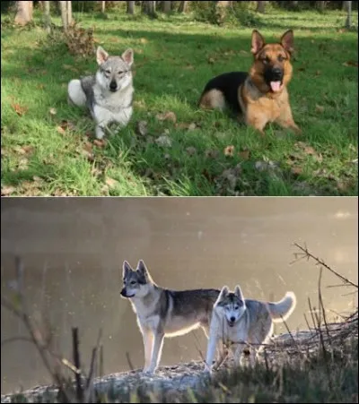 Quel croisement produit cette race ?