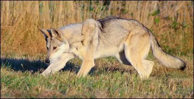 L'objectif de ce croisement était d'obtenir une race...
