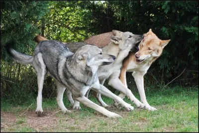 Comment est son caractère ?