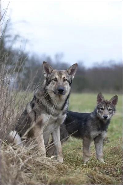 Combien y a t-il eu de portées avant que cette race ne devienne connue ?