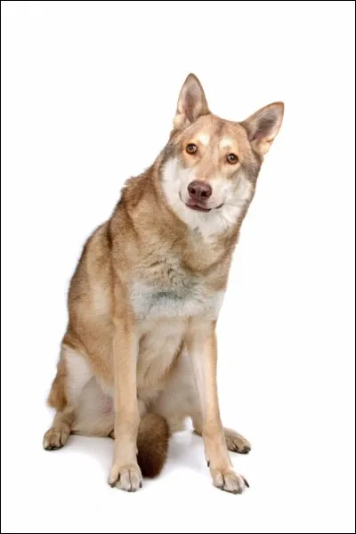 Pourquoi les deux premières portées furent-elles un échec ?