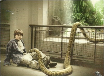 D'où vient le serpent que Harry libère au zoo ?