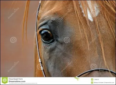 Un cheval a :