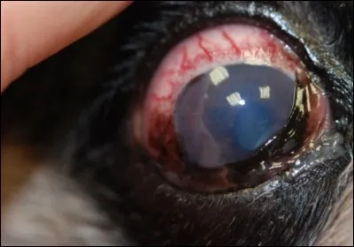 Lorsqu'un cheval montre le blanc de son il, cela veut dire :