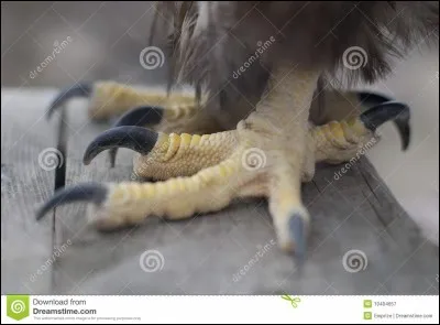 La réponse est animale !