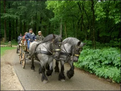 Qu'est-ce qu'un "capelet" ?