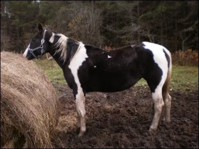 Sur quelle partie du cheval peut se former une crevasse ?