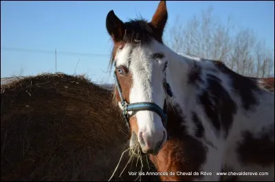 Quelle est la température d'un cheval qui travaille régulièrement et qui est en bonne santé ?