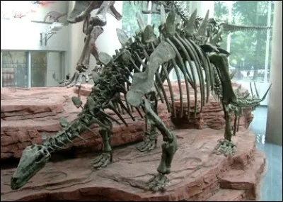 Quelle taille atteignait un Chialingosaurus ?