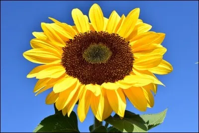 Le tournesol est une grande et haute fleur, qui suit la course du soleil, dont elle semble être la copie conforme. En anglais, elle porte le nom de... ?