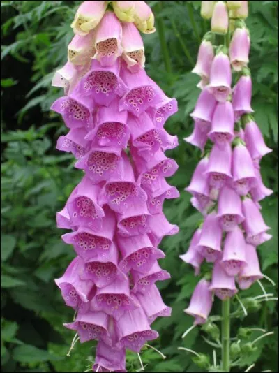 La digitale est une haute plante aux nombreuses fleurs, qui porte en Angleterre l'amusant nom de... ?
