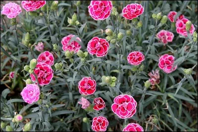 Il existe de nombreuses variétés d'oeillets, des plus petites à l'oeillet commun, celui qu'on achète chez les fleuristes. Quel est le mot qui désigne l'oeillet en anglais ?