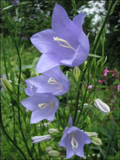 Les belles clochettes de la campanule sont mauves ou blanches. Les anglais appellent cette fleur... ?