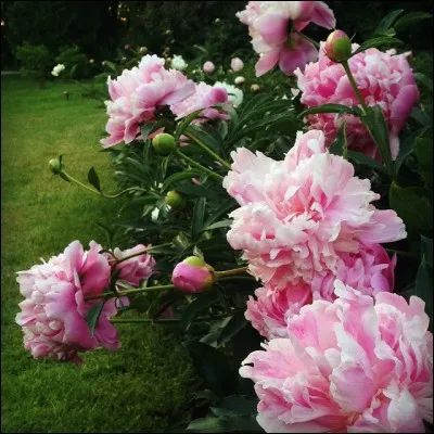 Cette très belle fleur, blanche, rose ou rouge, au parfum envoûtant, qu'on nomme pivoine en France, prend quel nom en Angleterre ?