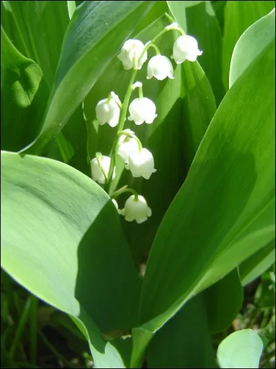 La belle et parfumée fleur du mois de mai, le muguet, porte en anglais le nom composé de ?