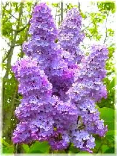Le superbe lilas, au somptueux parfum, devient en Angleterre... ?