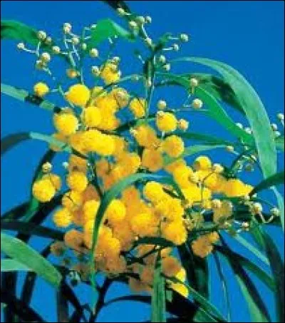 L'odorant et éclatant mimosa, qui décore et embaume le midi de la France, est appelé par les anglais... ?