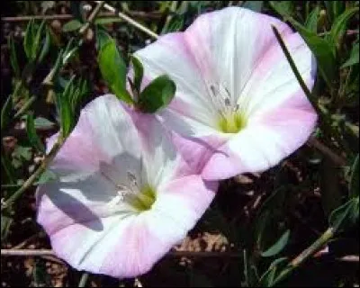 Le liseron, plante grimpante aux jolies fleurs, porte le nom anglais de... ?
