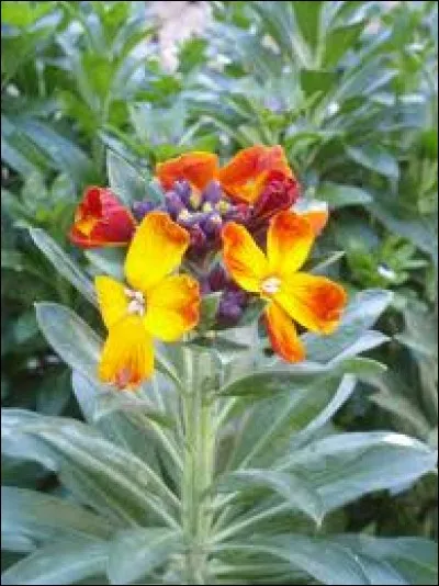 La giroflée est une fleur aux couleurs lumineuses, et au parfum enivrant. Les anglais la nomment... ?