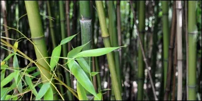 C'est un titre tropical !