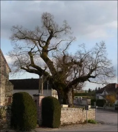Cet arbre remarquable est le :