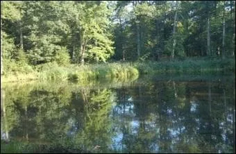 On trouve cette mare en foret de Fontainebleau, son nom