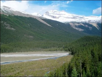 De quel pays l'arbre du voyageur est-il originaire ?