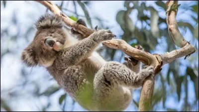 Quel est ton animal préféré ?