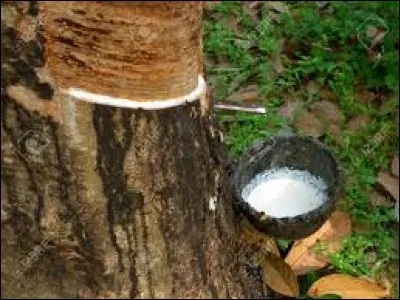 Lequel de ces arbres produit du latex ?